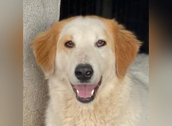 Tobby, geb. ca. 11/2022, lebt in GRIECHENLAND, im städt. Tierheim Serres