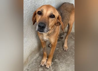 Angelina, geb. ca. 07/2022, lebt in GRIECHENLAND, im städt. Tierheim Serres