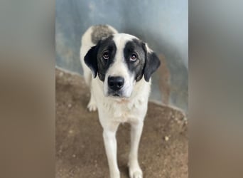 Marinara, geb. ca. 01/2025, lebt in GRIECHENLAND, auf einer privaten Pflegestelle