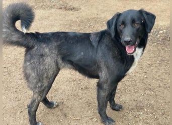 Panthera, geb. ca. 05/2023, lebt in GRIECHENLAND, auf einer privaten Pflegestelle