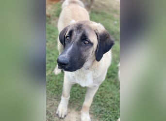 Twixx, geb. ca. 03/2025, lebt in GRIECHENLAND, im städt. Tierheim Serres