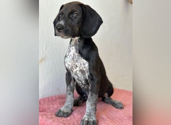Kiki, geb. ca. 06/2026, lebt in GRIECHENLAND, im städt. Tierheim Serres