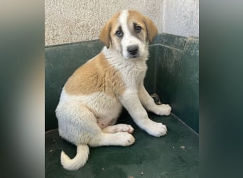 Alma, geb. ca. 02/2026, lebt in GRIECHENLAND, im städt. Tierheim Serres