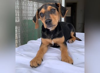 Linaria, geb. ca. 12/2025, lebt in GRIECHENLAND, im städt. Tierheim Serres