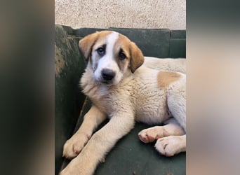 Alma, geb. ca. 02/2026, lebt in GRIECHENLAND, im städt. Tierheim Serres