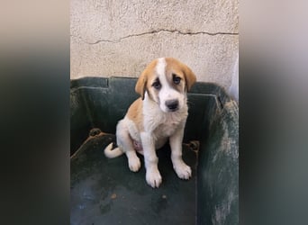 Alma, geb. ca. 02/2026, lebt in GRIECHENLAND, im städt. Tierheim Serres