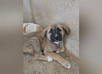 Amber, geb. ca. 02/2026, lebt in GRIECHENLAND, im städt. Tierheim Serres