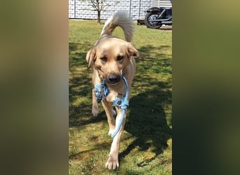 Fanta, geb. ca. 05/2017, lebt bei einer Familie in 48317 Drensteinfurt, Vermittlungshilfe