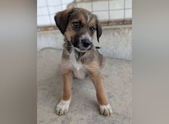 Naveen, geb. ca. 02/2026, lebt in GRIECHENLAND, im städt. Tierheim Serres