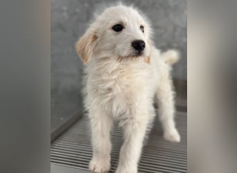 Zucker, geb. ca. 01/2026, lebt in GRIECHENLAND, auf einer privaten Pflegestelle