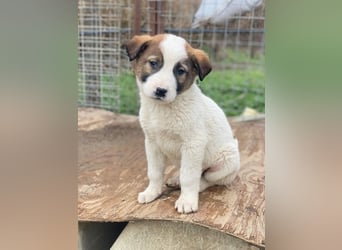 Calzone, geb. ca. 11/2025, lebt in GRIECHENLAND, auf einer privaten Pflegestelle