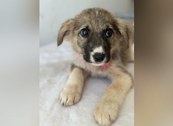 Karolina, geb. ca. 03/2026, lebt in GRIECHENLAND, im städt. Tierheim Serres