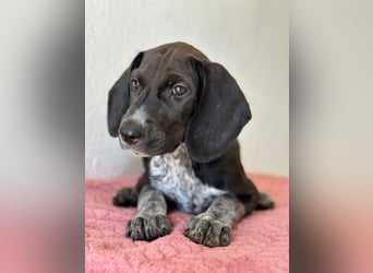 Kiki, geb. ca. 06/2026, lebt in GRIECHENLAND, im städt. Tierheim Serres