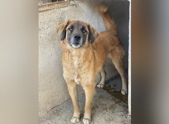 Lacasito, geb. ca. 01/2022, lebt in GRIECHENLAND, im städt. Tierheim Serres