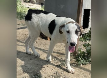  Colette, geb. ca. 02/2022, lebt in GRIECHENLAND, im städt. Tierheim Serres