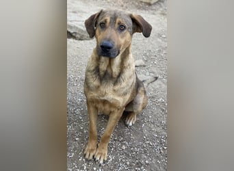 Novo, geb. ca. 04/2023, lebt in GRIECHENLAND, im städt. Tierheim Serres