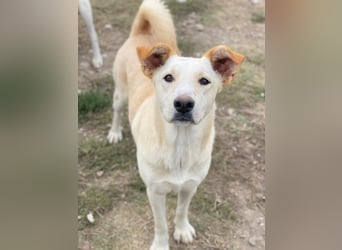 Kalena, geb. ca. 01/2025, lebt in GRIECHENLAND, im städt. Tierheim Serres