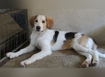 Katra, geb. ca. 04/2025, lebt in GRIECHENLAND, im städt. Tierheim Serres