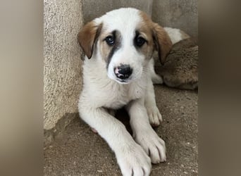Amon, geb. ca. 02/2026, lebt in GRIECHENLAND, im städt. Tierheim Serres