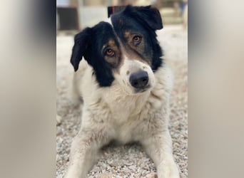 Xalia, geb. ca. 03/2018, lebt in GRIECHENLAND, im städt. Tierheim Serres