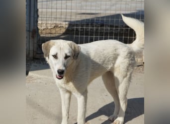 Maliya, geb. ca. 04/2025, lebt in GRIECHENLAND, im städt. Tierheim Serres