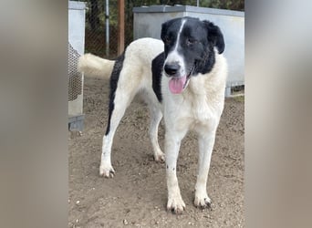 Kastor, geb. 01/2019, lebt in GRIECHENLAND, im städt. Tierheim Serres