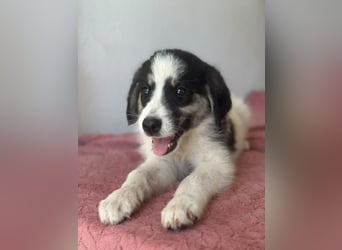 Colada, geb. ca. 05/2026, lebt in GRIECHENLAND, im städt. Tierheim Serres