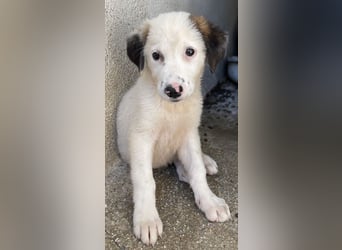 Bley, geb. ca. 06/2023, lebt in GRIECHENLAND, im städt. Tierheim Serres