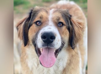 Barkley, geb. ca. 10/2024, lebt in GRIECHENLAND, auf einer privaten Pflegestelle