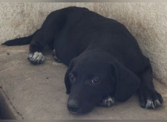 Smokey, geb. 08.06.2026, lebt in GRIECHENLAND, auf einer privaten Pflegestelle
