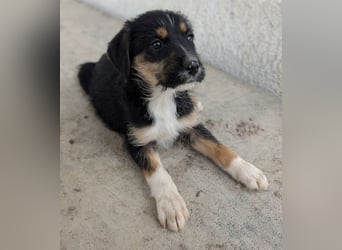 Esmeralda, geb. ca. 02/2026, lebt in GRIECHENLAND, im städt. Tierheim Serres