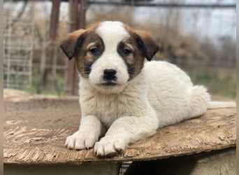 Calzone, geb. ca. 11/2025, lebt in GRIECHENLAND, auf einer privaten Pflegestelle