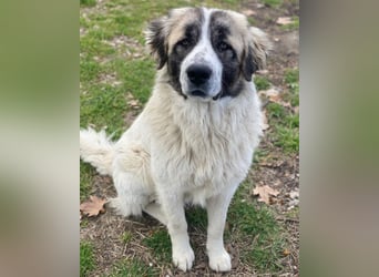 Chef, geb. ca. 07/2025, lebt in GRIECHENLAND, im städt. Tierheim Serres