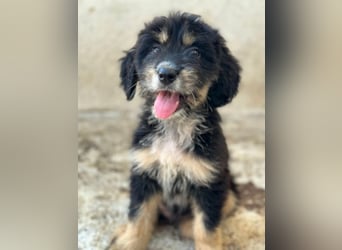 Ginger, geb. ca. 05/2026, lebt in GRIECHENLAND, im städt. Tierheim Serres