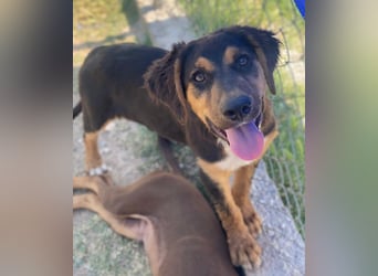 Quasti, geb. ca. 02/2025, lebt in GRIECHENLAND, auf einer privaten Pflegestelle