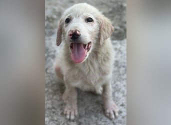 Jonte, geb. ca. 05/2026, lebt in GRIECHENLAND, im städt. Tierheim Serres