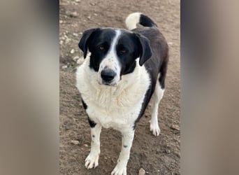 Franka, geb. ca. 06/2019, lebt in GRIECHENLAND, im städt. Tierheim Serres