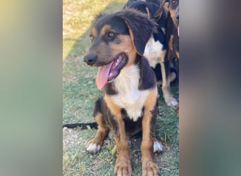 Quasti, geb. ca. 02/2025, lebt in GRIECHENLAND, auf einer privaten Pflegestelle