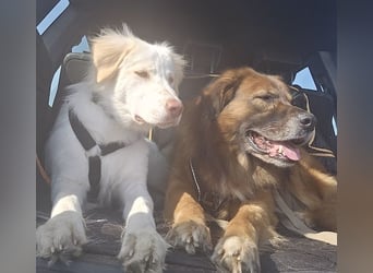 Balda, geb. ca. 02/2025, lebt auf einer Pflegestelle in 26826 Weener