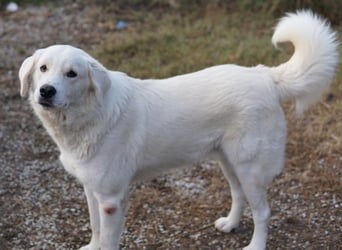 Idallo, geb. ca. 12/2020, lebt in GRIECHENLAND, im städt. Tierheim Serres