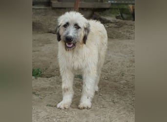 Taigo, geb. ca.09/2025, lebt in GRIECHENLAND, im städt. Tierheim Serres