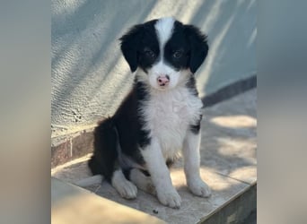 Tinkerbelle, geb. ca. 06/2026, lebt in GRIECHENLAND, im städt. Tierheim Serres