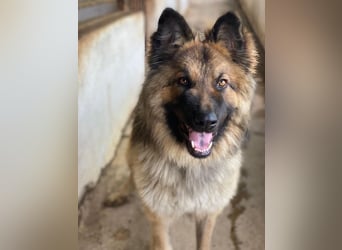 Joey, geb. ca. 08/2025, lebt in GRIECHENLAND, auf einer privaten Pflegestelle