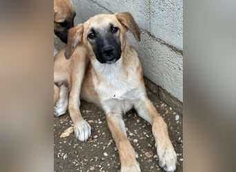 Cindy, geb. ca. 03/2026, lebt in GRIECHENLAND, im städt. Tierheim Serres