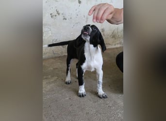 Willow, geb. ca. 06/2026, lebt in GRIECHENLAND, auf einer privaten Pflegestelle