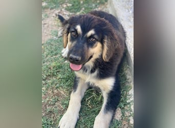 Quana, geb. ca. 02/2025, lebt in GRIECHENLAND, auf einer privaten Pflegestelle