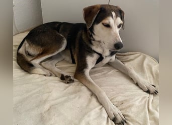 Portia, geb. ca. 06/2017, lebt auf einer Pflegestelle in 21220 Seevetal
