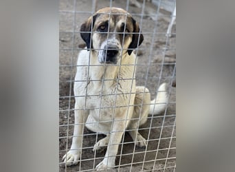 Elliot, geb. ca. 05/2022, lebt in GRIECHENLAND, im städt. Tierheim Serres