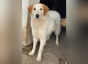 Tobby, geb. ca. 11/2022, lebt in GRIECHENLAND, im städt. Tierheim Serres