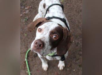  Acira, geb. ca. 04/2023, lebt auf einer Pflegestelle in 67735 Mehlbach